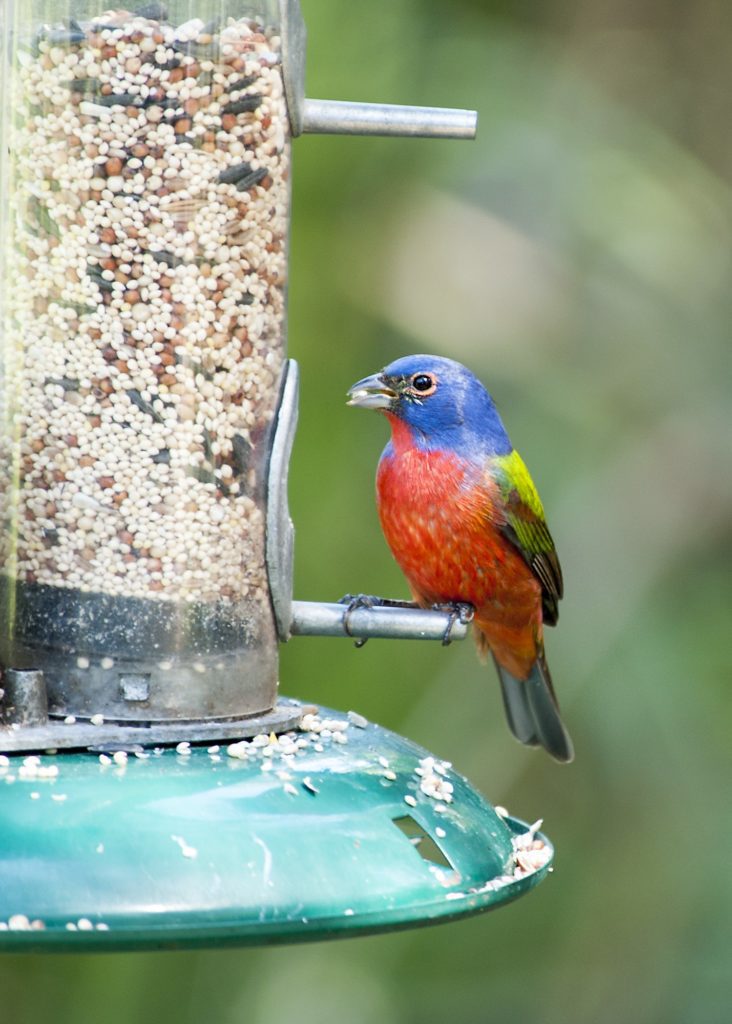 Eat like a bird: how to feed birds in your yard | Plant City Observer